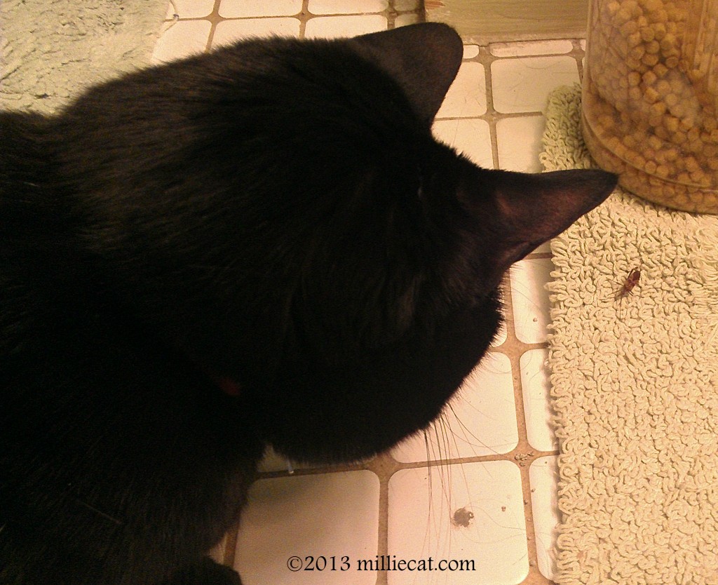 invasion 022313
