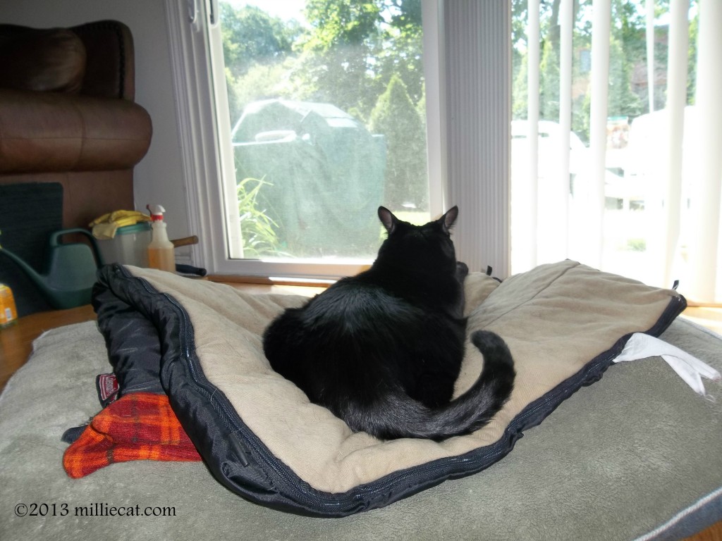 looking outside 070713